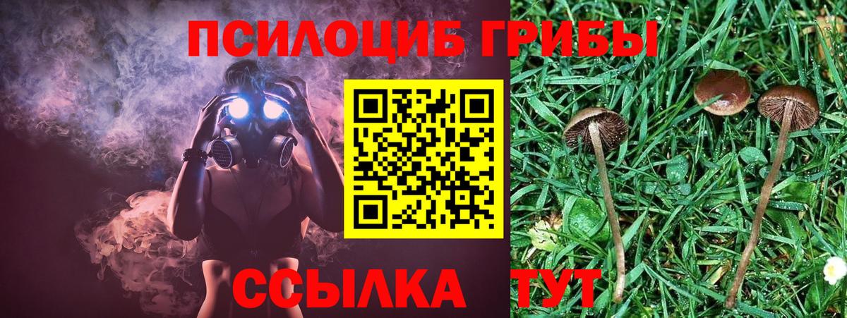 Новокуйбышевск  Псилоцибиновые грибы Cubensis  Вход с VPN 